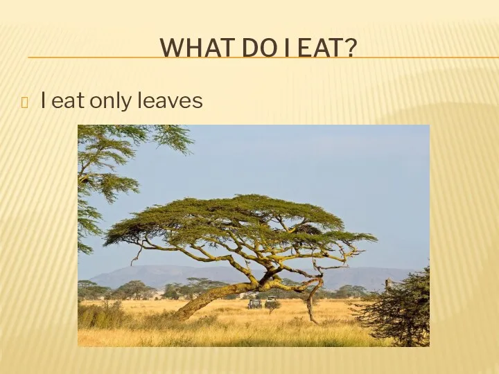 What do I eat? I eat only leaves
