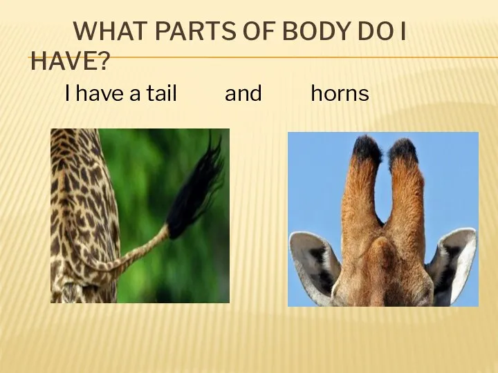 What parts of body do I have? I have a tail and horns