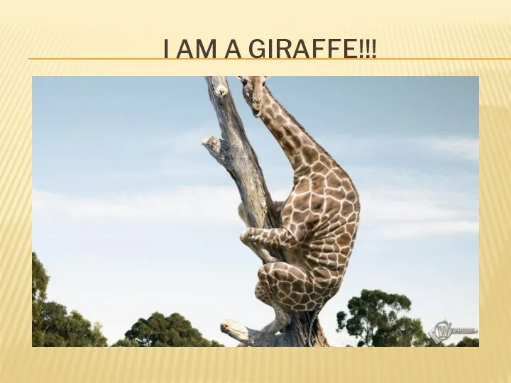 I am a giraffe!!!