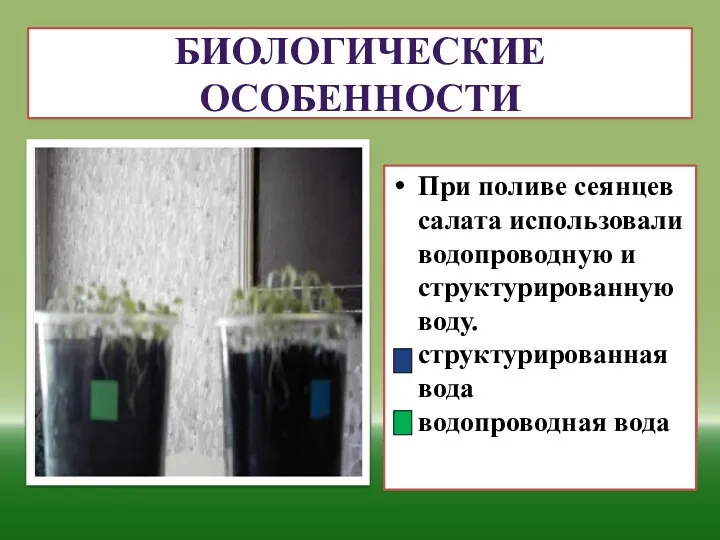 Биологические особенности При поливе сеянцев салата использовали водопроводную и структурированную воду. структурированная вода водопроводная вода