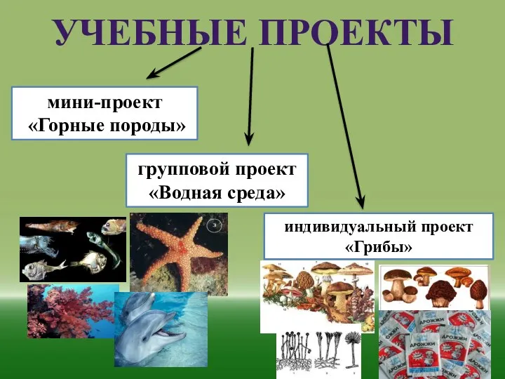 учебные проекты мини-проект «Горные породы» групповой проект «Водная среда» индивидуальный проект «Грибы»