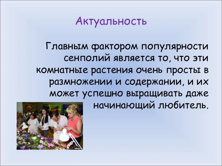 Актуальность Главным фактором популярности сенполий является то, что эти комнатные