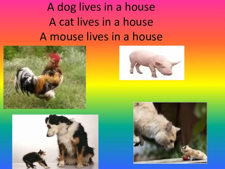 A dog lives in a house A cat lives in a house A