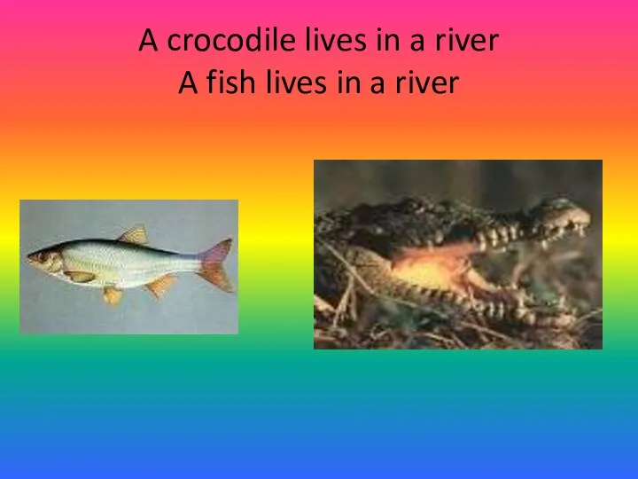 A crocodile lives in a river A fish lives in a river