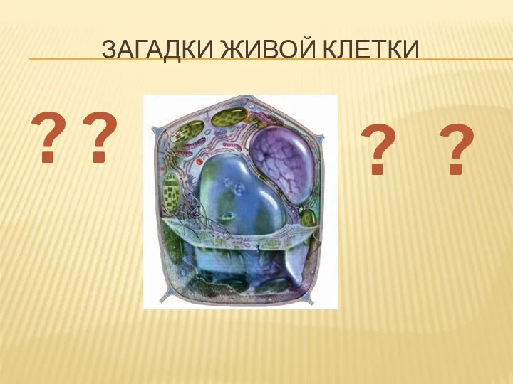 Загадки живой клетки ? ? ? ?