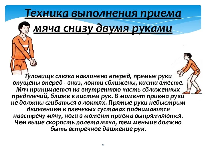 Техника выполнения приема мяча снизу двумя руками Туловище слегка наклонено