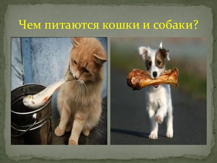 Чем питаются кошки и собаки?