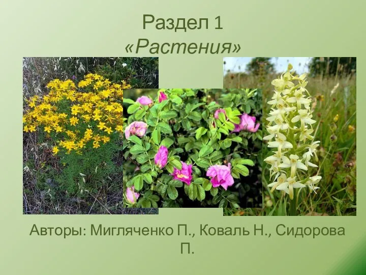 Раздел 1 «Растения» Авторы: Мигляченко П., Коваль Н., Сидорова П.