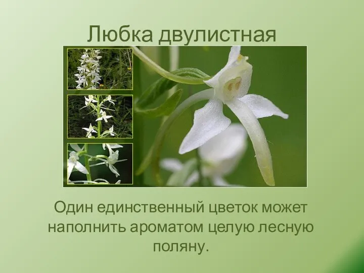 Любка двулистная Один единственный цветок может наполнить ароматом целую лесную поляну.
