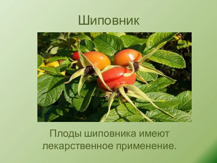 Шиповник Плоды шиповника имеют лекарственное применение.