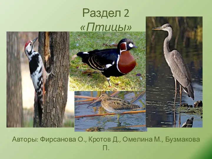 Раздел 2 «Птицы» Авторы: Фирсанова О., Кротов Д., Омелина М., Бузмакова П.