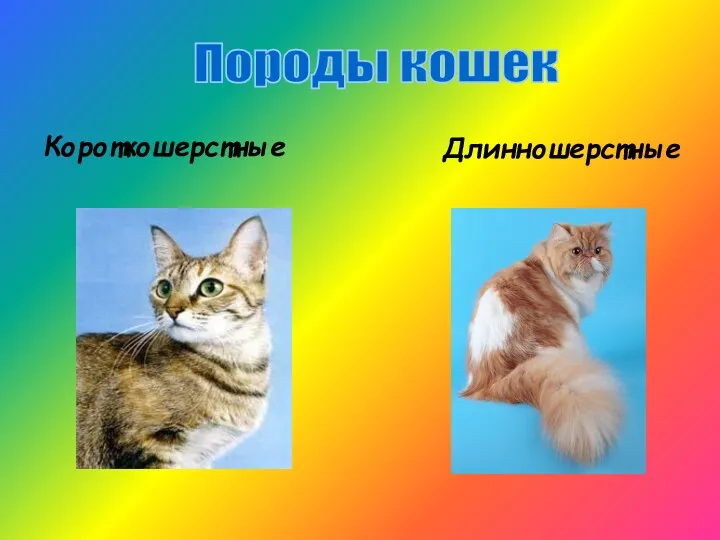 Короткошерстные Длинношерстные Породы кошек