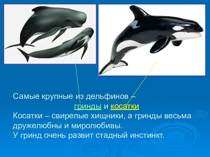 Самые крупные из дельфинов – гринды и косатки Косатки –