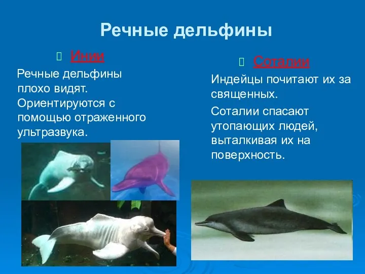 Речные дельфины Инии Речные дельфины плохо видят. Ориентируются с помощью отраженного ультразвука. Соталии
