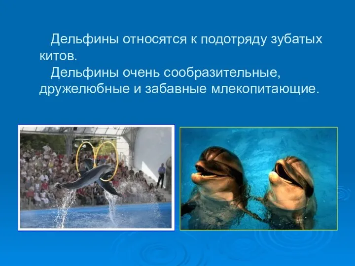 Дельфины относятся к подотряду зубатых китов. Дельфины очень сообразительные, дружелюбные и забавные млекопитающие.