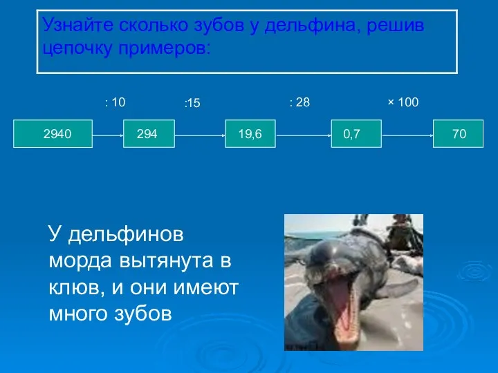 У дельфинов морда вытянута в клюв, и они имеют много