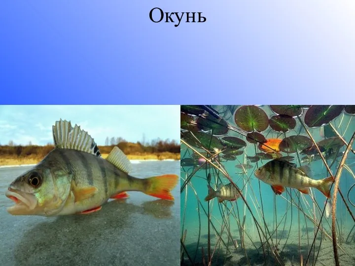 Окунь