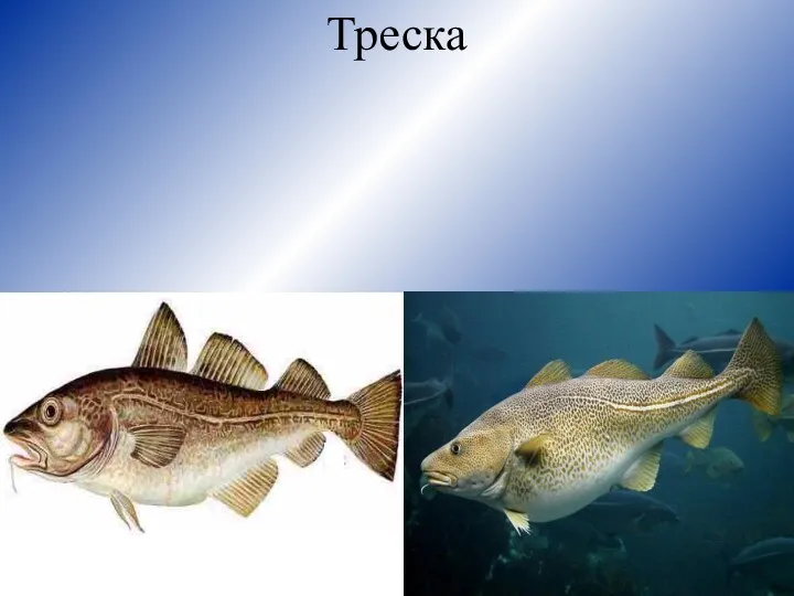 Треска