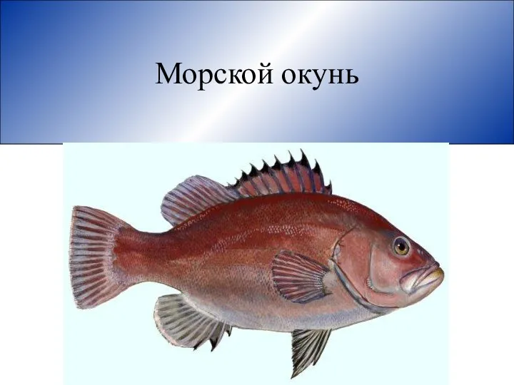 Морской окунь