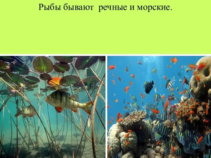 Рыбы бывают речные и морские.