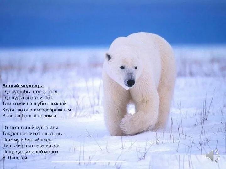 Белый медведь. Где сугробы, стужа, лёд, Где пурга снега метёт,