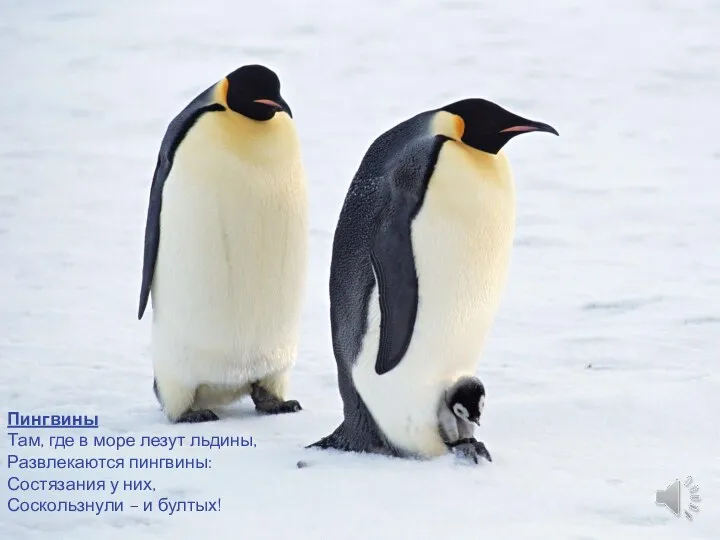 Пингвины Там, где в море лезут льдины, Развлекаются пингвины: Состязания у них, Соскользнули – и бултых!