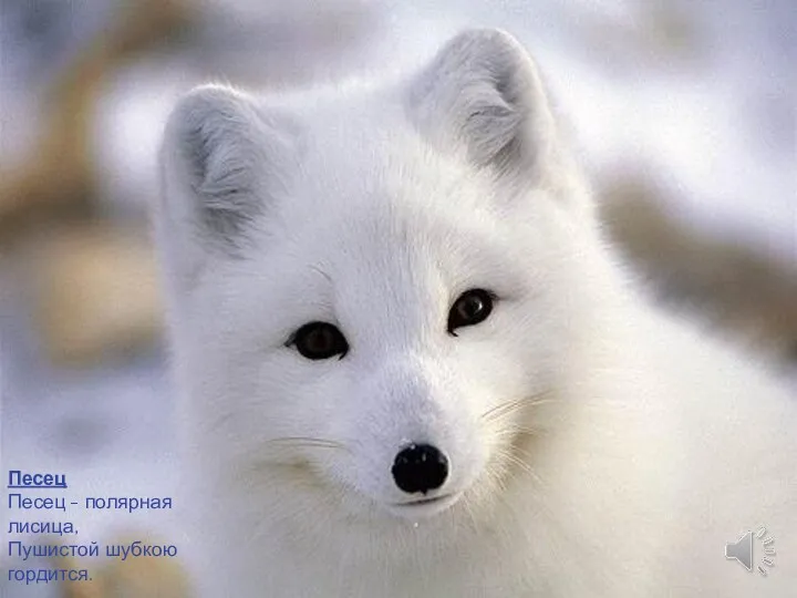 Песец Песец - полярная лисица, Пушистой шубкою гордится.