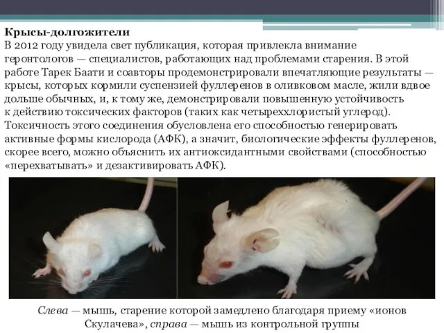 Крысы-долгожители В 2012 году увидела свет публикация, которая привлекла внимание