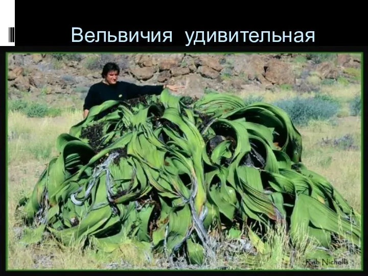 Вельвичия удивительная