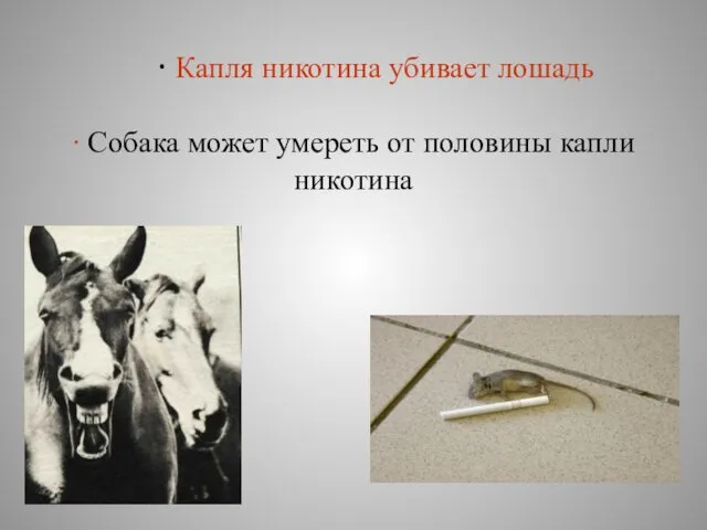∙ Капля никотина убивает лошадь ∙ Собака может умереть от половины капли никотина