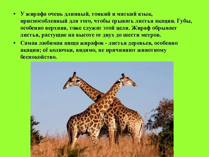 У жирафа очень длинный, тонкий и мягкий язык, приспособленный для того, чтобы срывать