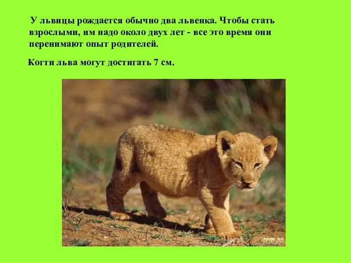 У львицы рождается обычно два львенка. Чтобы стать взрослыми, им надо около двух
