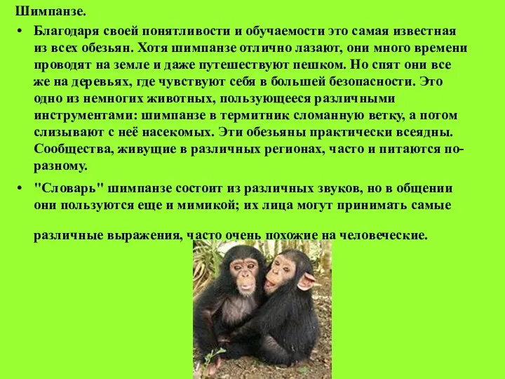 Шимпанзе. Благодаря своей понятливости и обучаемости это самая известная из всех обезьян. Хотя