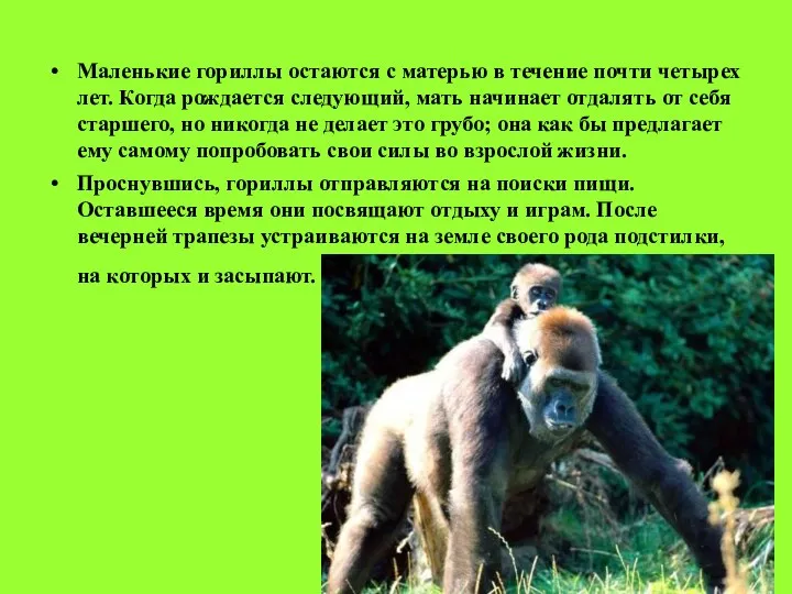 Маленькие гориллы остаются с матерью в течение почти четырех лет. Когда рождается следующий,