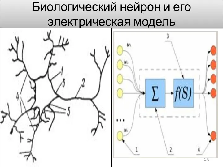 Биологический нейрон и его электрическая модель