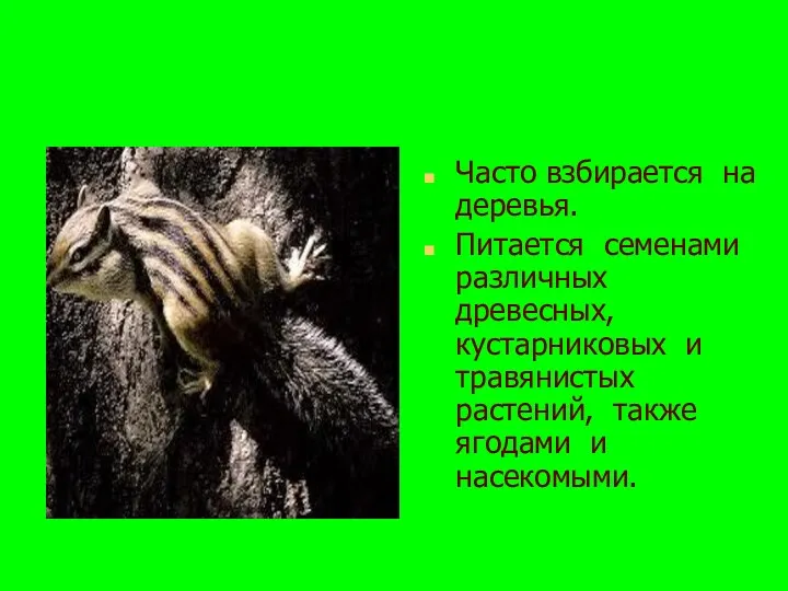 Часто взбирается на деревья. Питается семенами различных древесных, кустарниковых и травянистых растений, также ягодами и насекомыми.