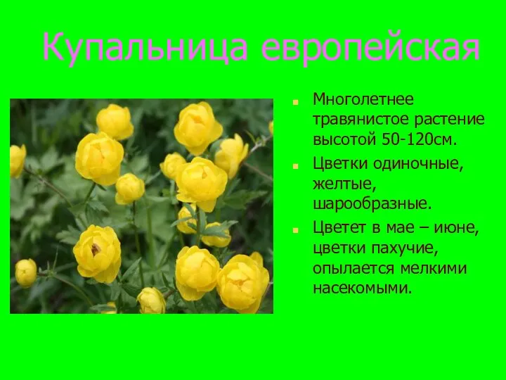Купальница европейская Многолетнее травянистое растение высотой 50-120см. Цветки одиночные, желтые,