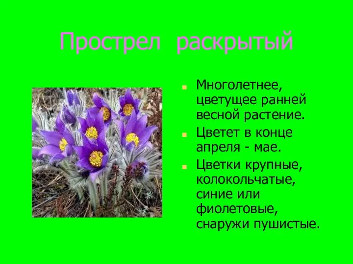 Прострел раскрытый Многолетнее, цветущее ранней весной растение. Цветет в конце