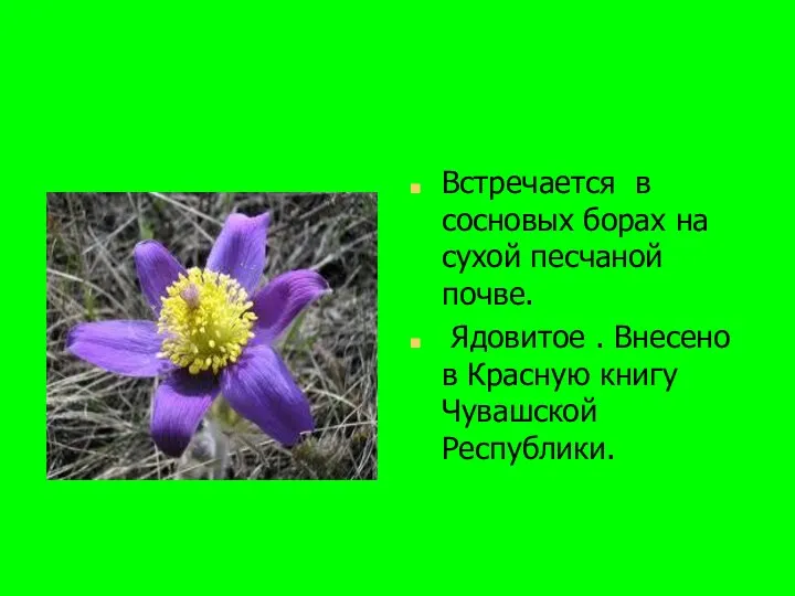 Встречается в сосновых борах на сухой песчаной почве. Ядовитое . Внесено в Красную книгу Чувашской Республики.