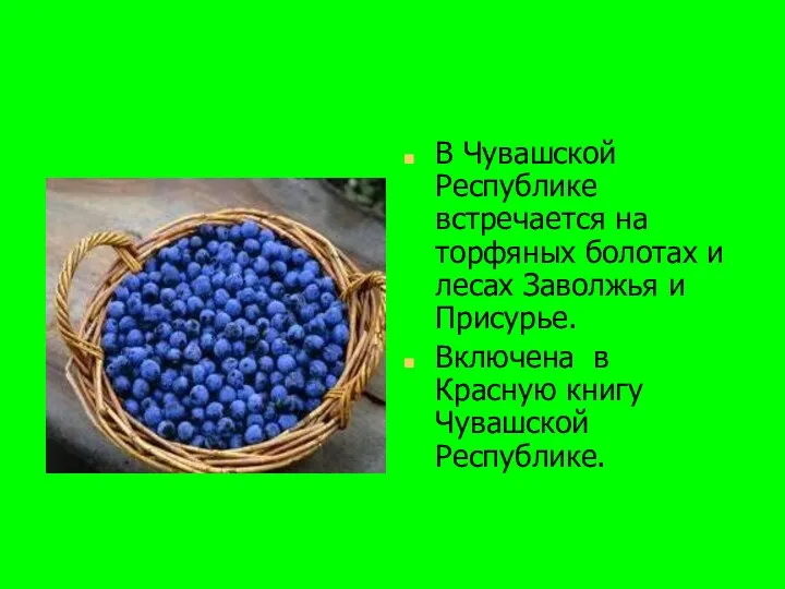 В Чувашской Республике встречается на торфяных болотах и лесах Заволжья