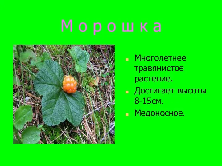 М о р о ш к а Многолетнее травянистое растение. Достигает высоты 8-15см. Медоносное.