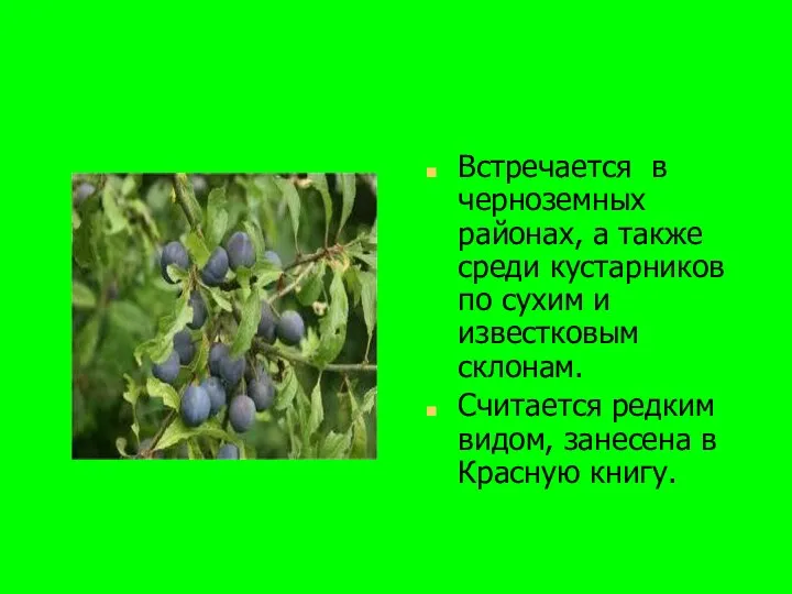 Встречается в черноземных районах, а также среди кустарников по сухим