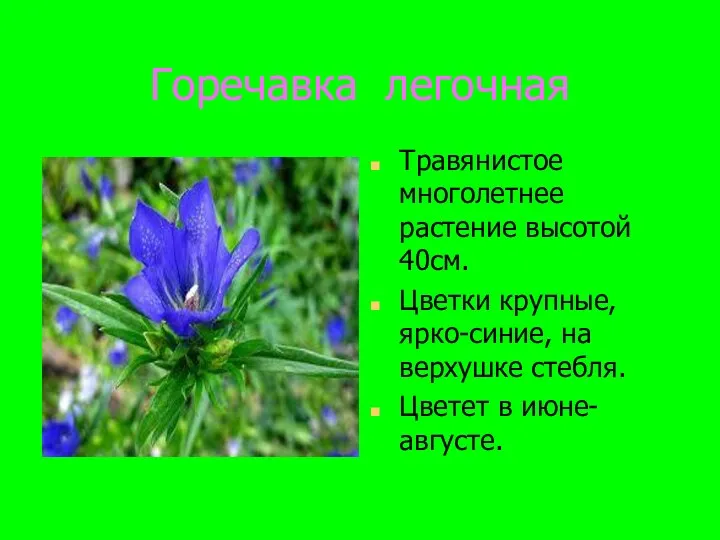 Горечавка легочная Травянистое многолетнее растение высотой 40см. Цветки крупные, ярко-синие, на верхушке стебля. Цветет в июне-августе.