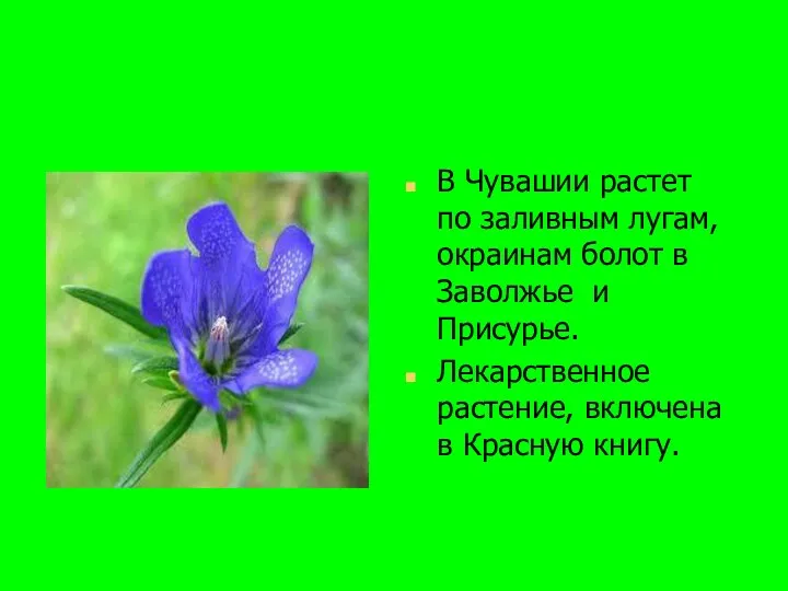 В Чувашии растет по заливным лугам, окраинам болот в Заволжье