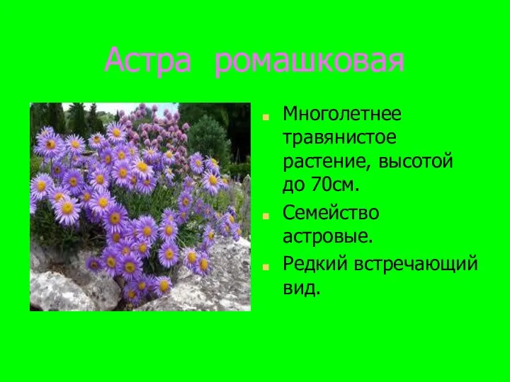 Астра ромашковая Многолетнее травянистое растение, высотой до 70см. Семейство астровые. Редкий встречающий вид.