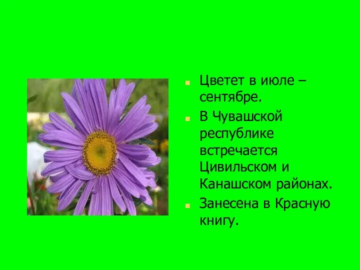 Цветет в июле – сентябре. В Чувашской республике встречается Цивильском
