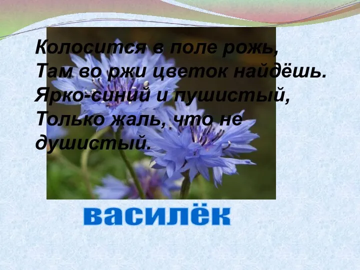 Колосится в поле рожь, Там во ржи цветок найдёшь. Ярко-синий