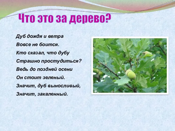 Дуб дождя и ветра Вовсе не боится. Кто сказал, что