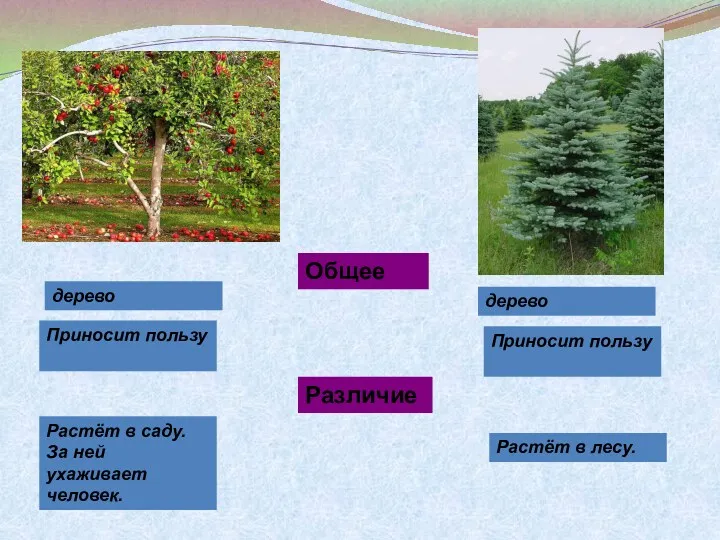 Общее Различие Растёт в лесу. Растёт в саду. За ней