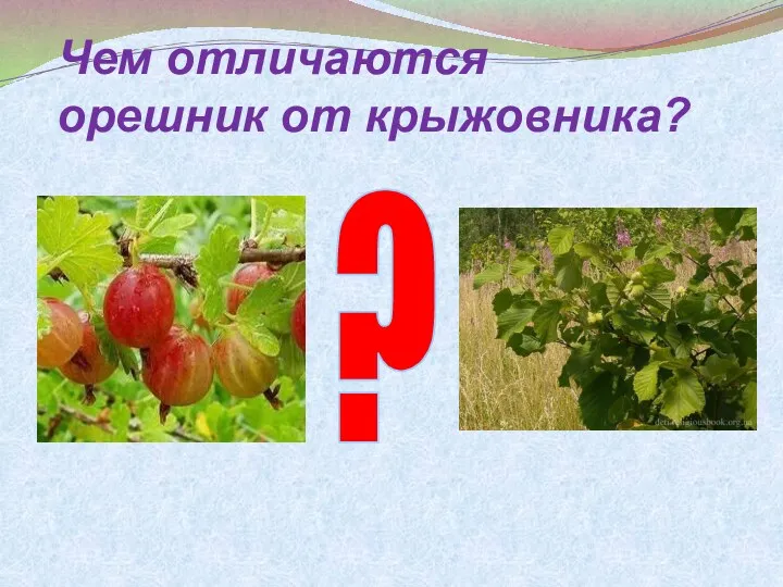 Чем отличаются орешник от крыжовника? ?